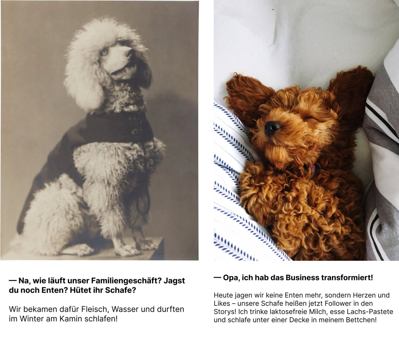 Humoristischer Bildvergleich: Ein Pudel auf einer alten Aufnahme fragt nach der Entenjagd; ein heutiger Familienpudel genießt sein Bett und erzählt von Herzen und Likes.